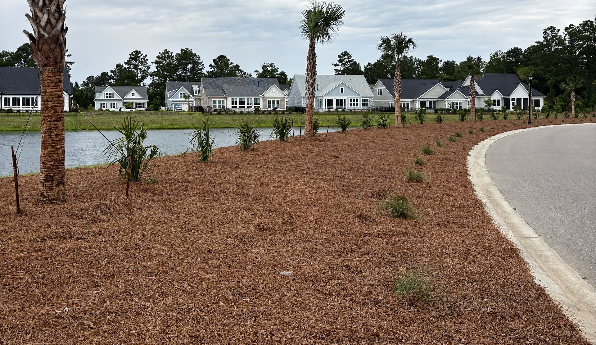 Community streetscape with palms, pine straw and pond